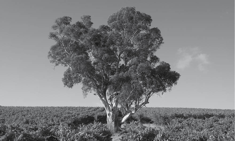 Aramis Vineyards gum tree