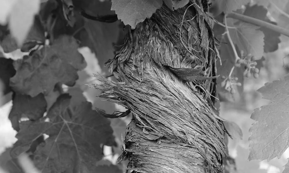 Plaited trunk at Aramis Vineyard