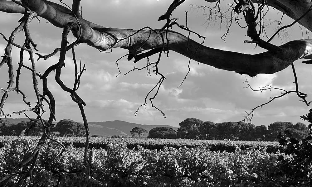 Tree branch overlooking Aramis Vineyards