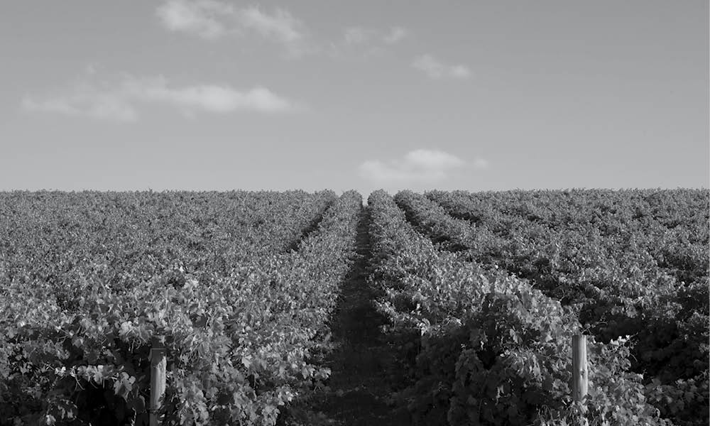Vine rows at Aramis Vineyard, Willunga Hills