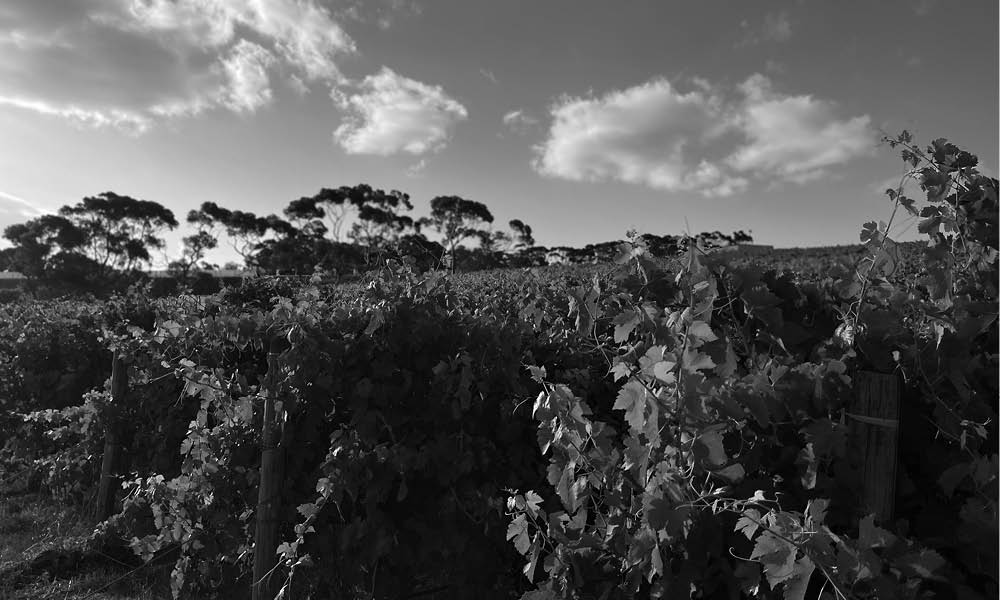 Aramis Vineyard wine leaves.