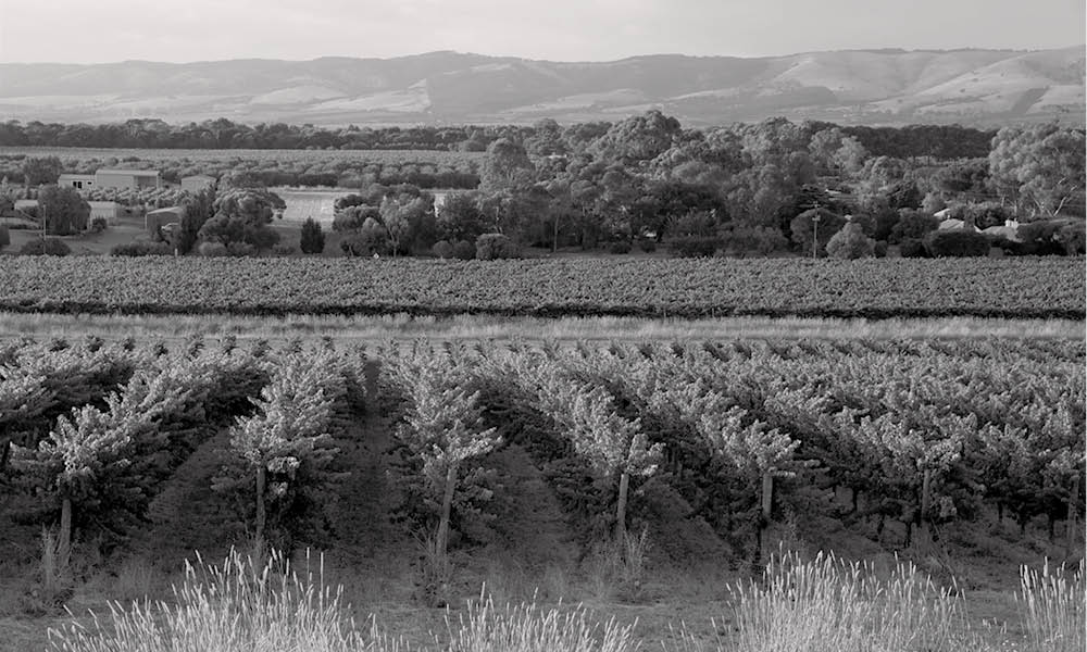 Aramis Vineyard, Willunga Hills