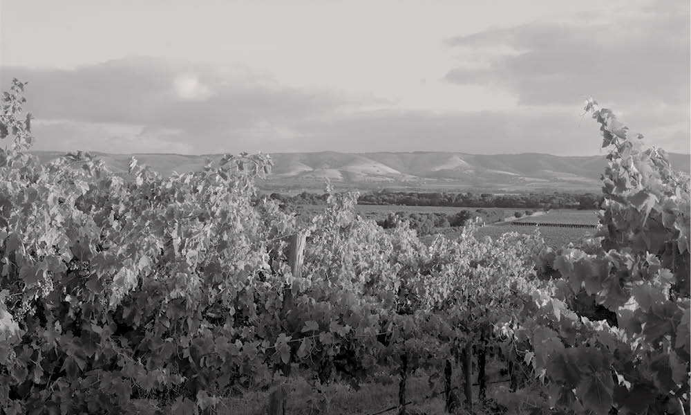 Aramis Vineyard, Willunga Hill view