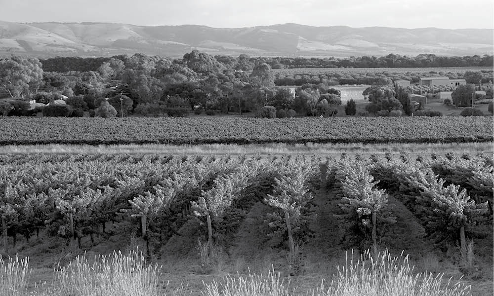 Tree-lined view of Aramis Vineyards Willunga Hill