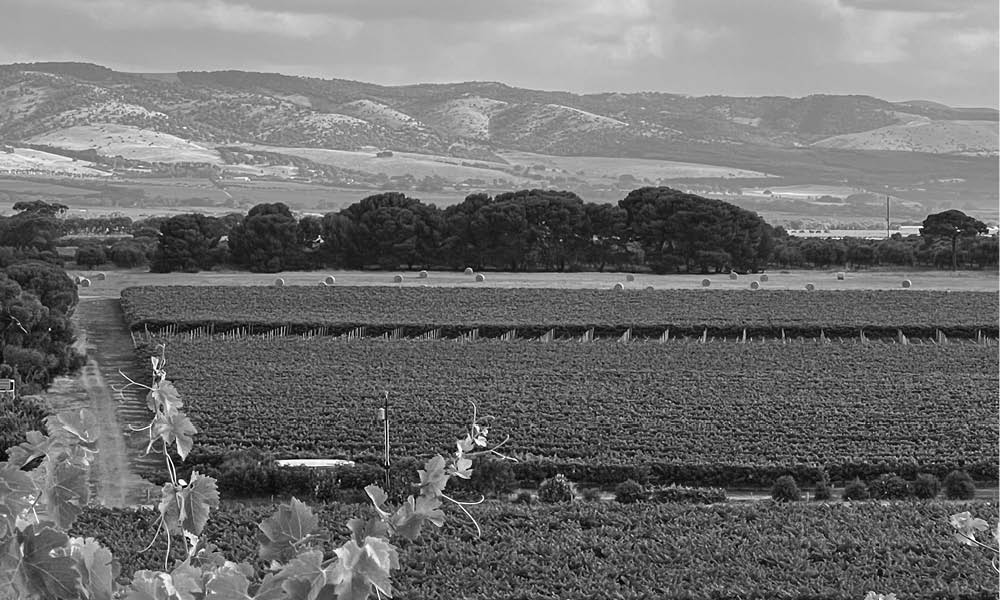 Aramis Vineyards, Willunga Hills vines