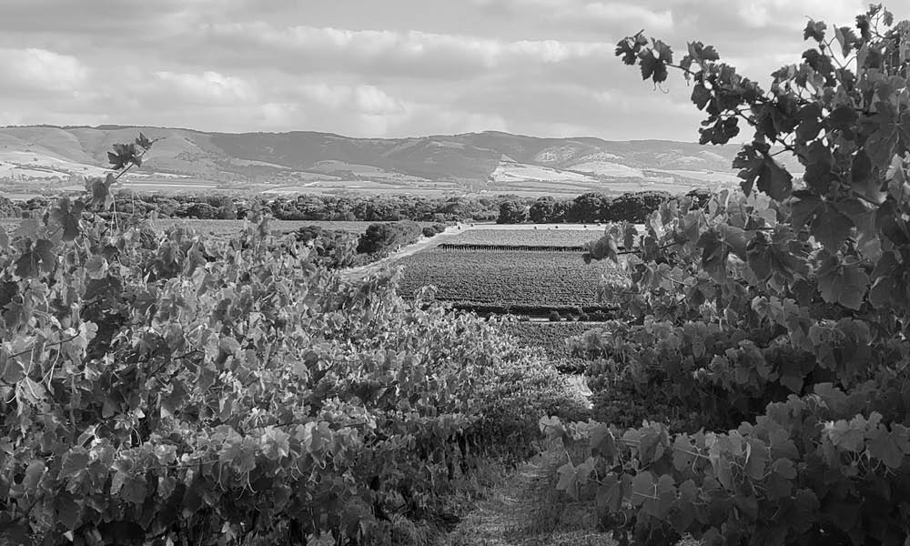 Aramis Vineyard, Willunga Hills