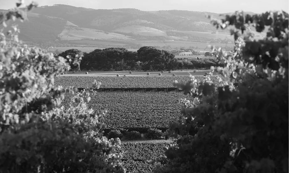Aramis Vineyards Willunga Hills, hay bales in the distance
