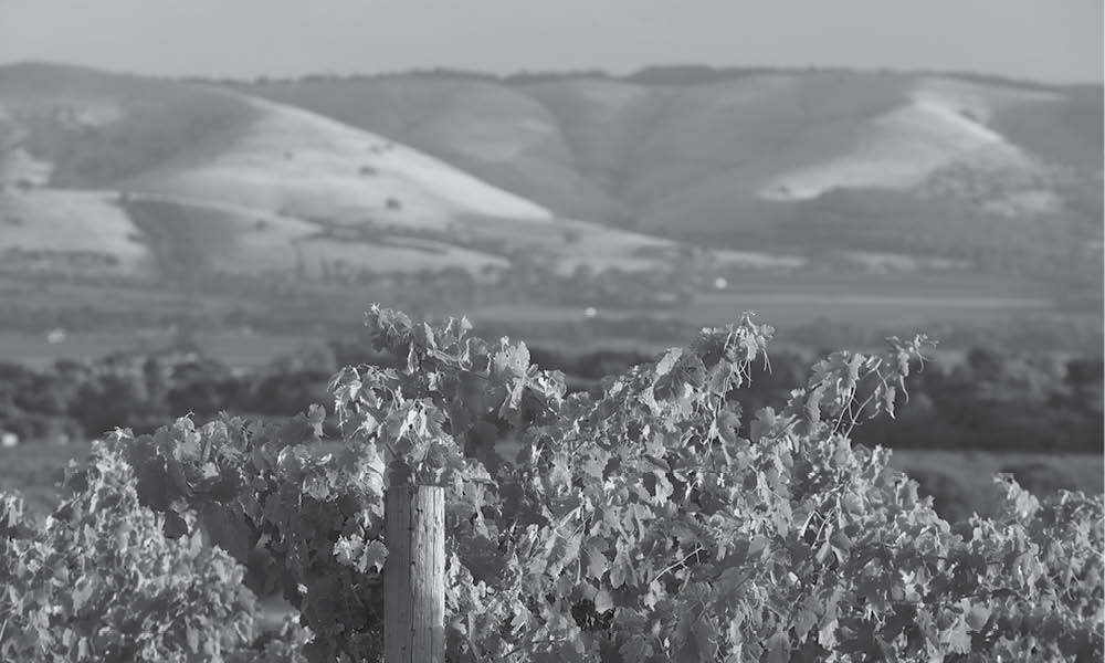 Aramis Vineyard, Willunga Hills