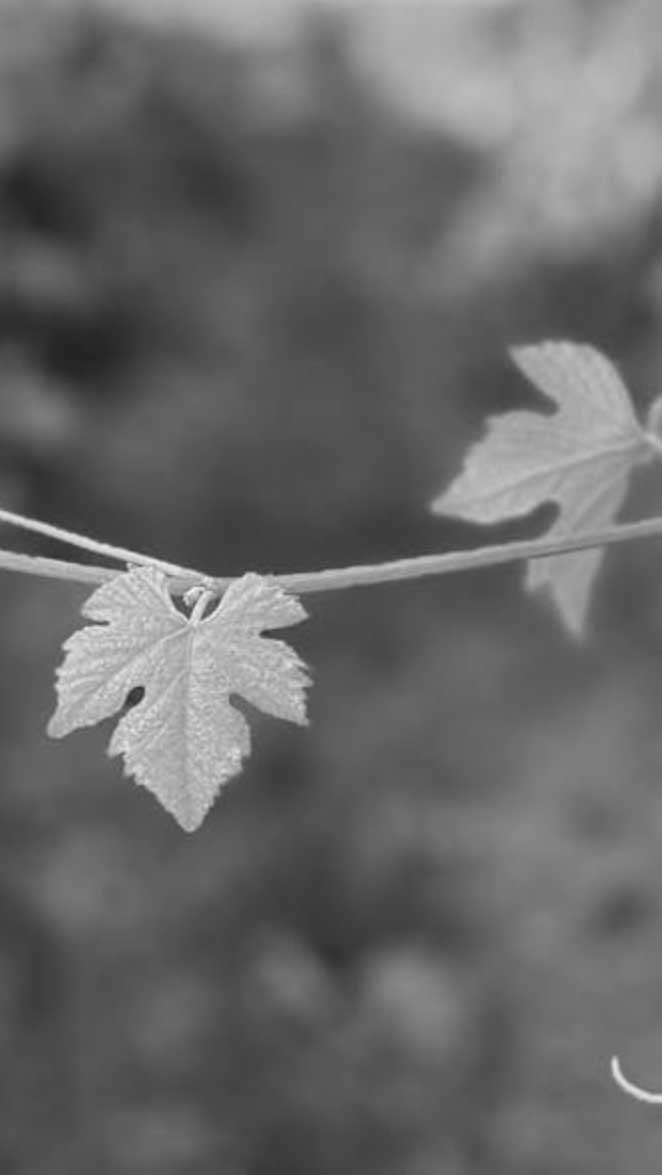 Fleur-de-Lys vines at Aramis Vineyard